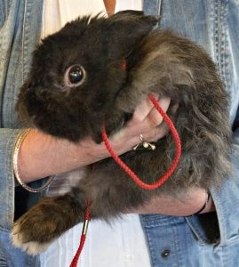 Rabbit Attends Blessing of the Animals